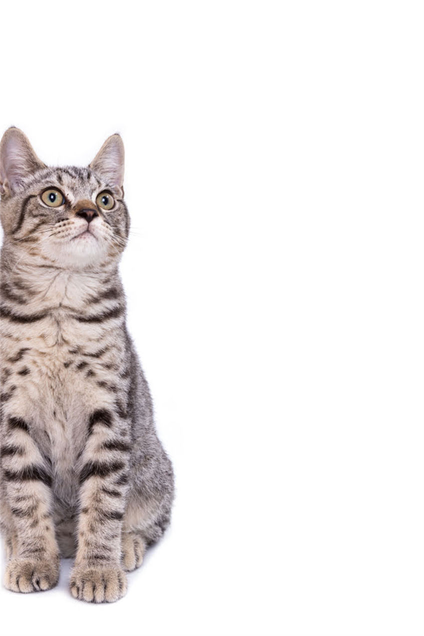 图片 边牧注意力不集中怎么办？5大训练法和家庭调整方案全1.jpg