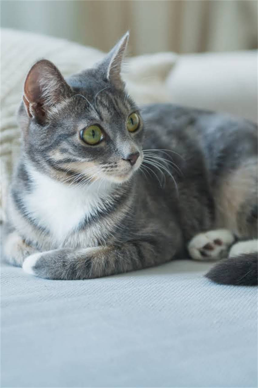 图片 边牧洗澡沐浴露推荐：5款专业洗护产品+正确洗澡步骤指南1.jpg