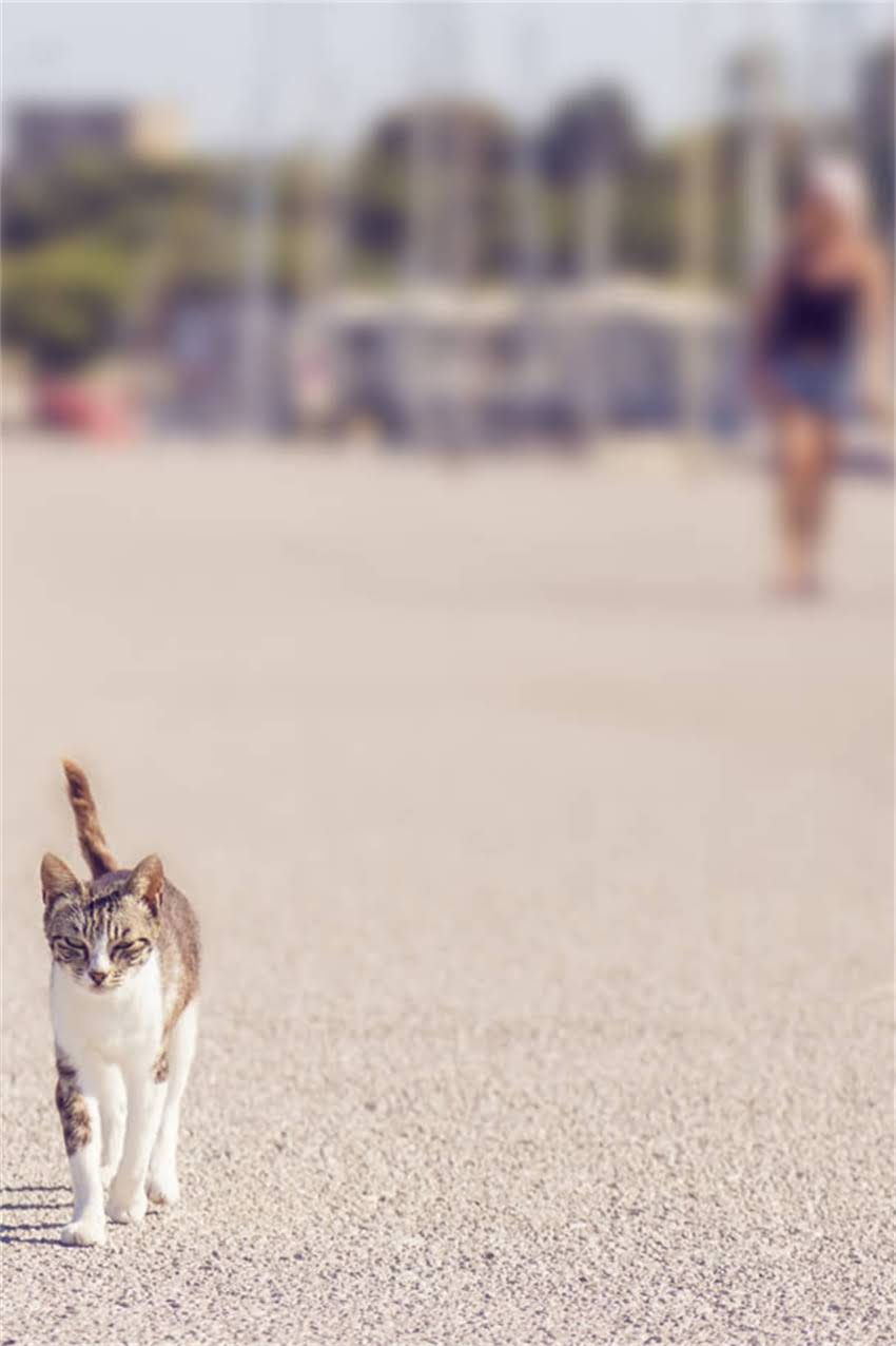 图片 边牧洗澡沐浴露推荐：5款专业洗护产品+正确洗澡步骤指南2.jpg