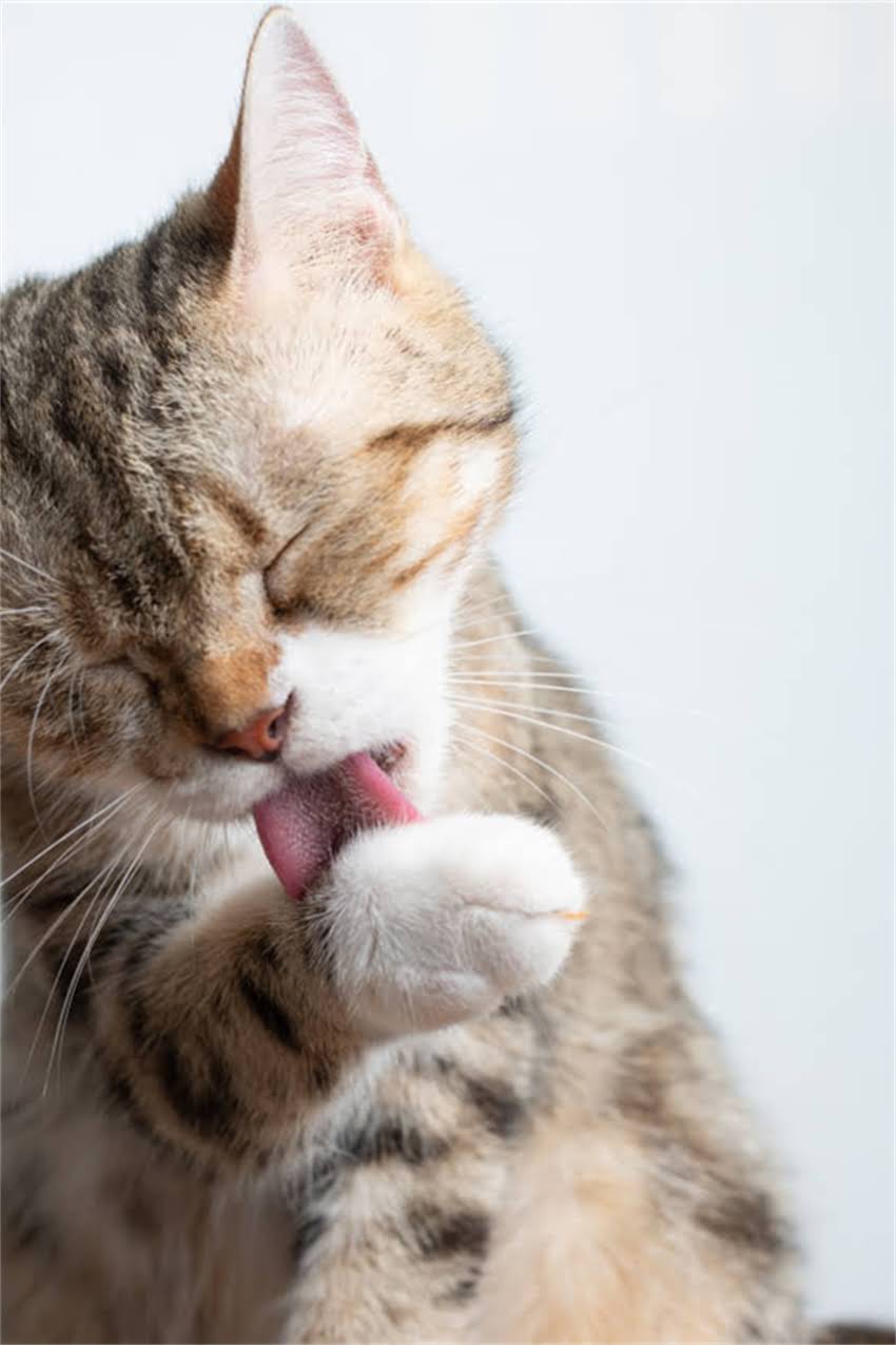 图片 边牧犬嘴角黏液多怎么办？5大原因+专业应对指南1.jpg