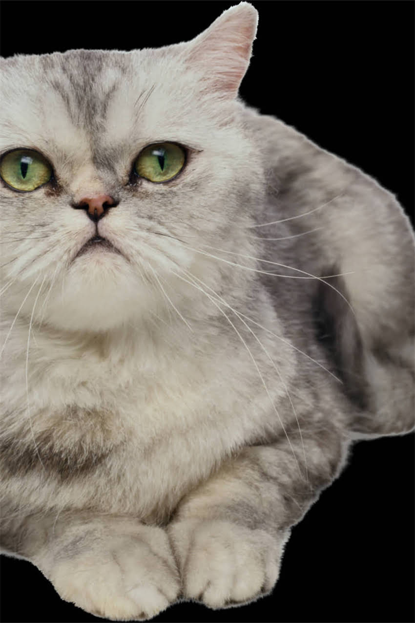 图片 边牧耳朵向后趴的7大原因及解决方法（附专业养护指南）.jpg