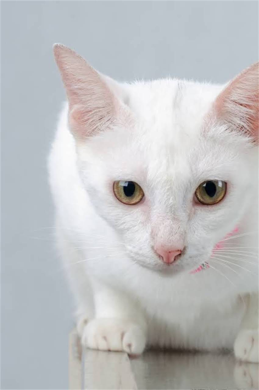 图片 边牧耳朵有什么特点？5大护理要点+常见疾病预防指南（附高清解剖图）.jpg