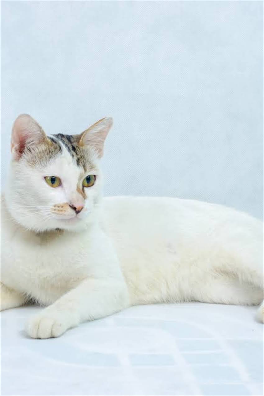 图片 边牧耳朵有什么特点？5大护理要点+常见疾病预防指南（附高清解剖图）1.jpg