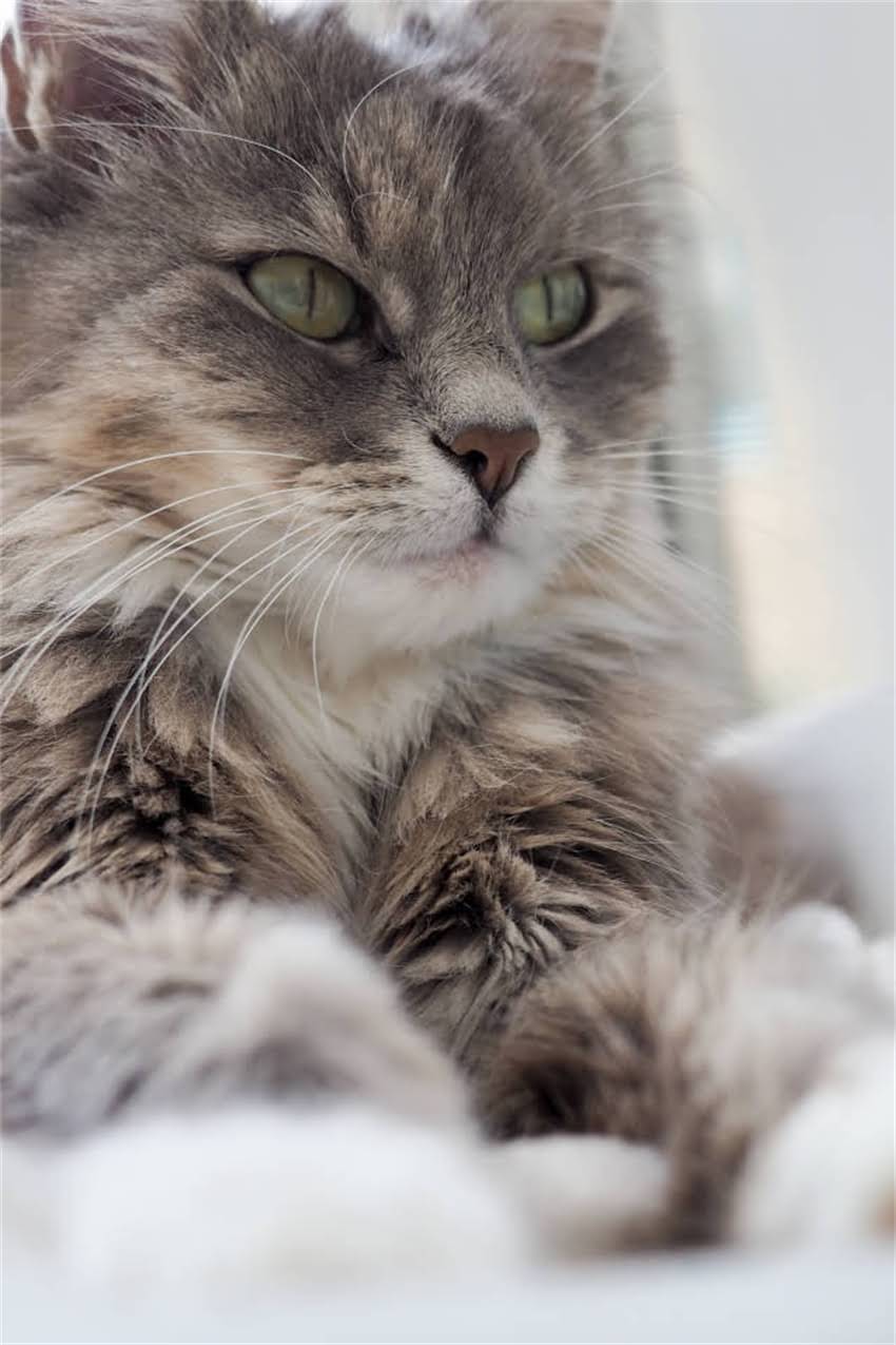 图片 边牧耳朵有什么特点？5大护理要点+常见疾病预防指南（附高清解剖图）2.jpg