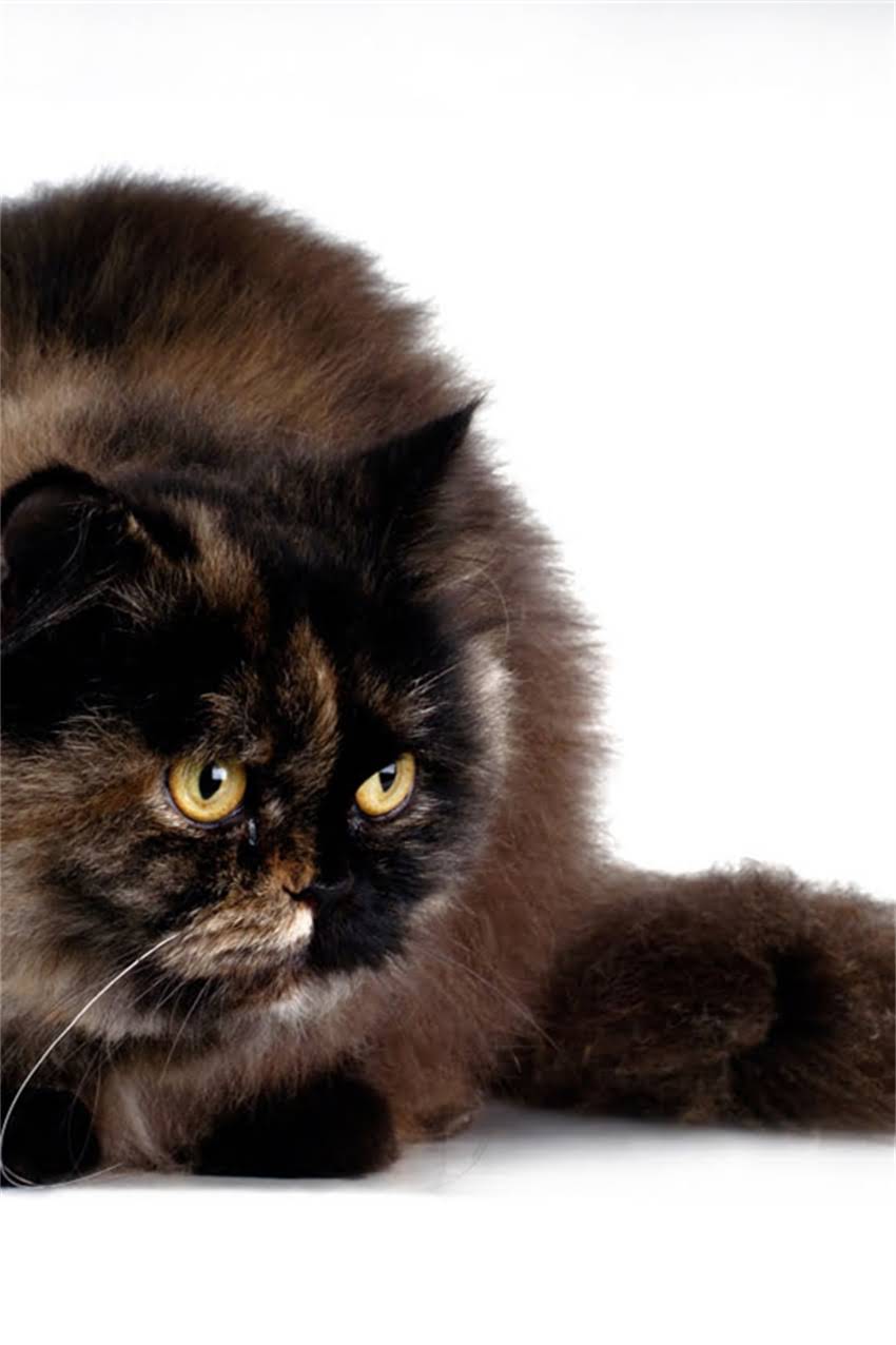 图片 边牧胆小怎么办？5个科学训练法纠正胆小性格.jpg