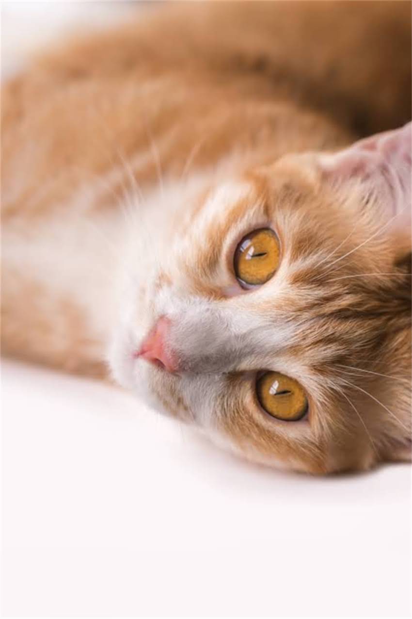 图片 边牧赛级品相标准！8大特征+护理指南，养出冠军犬必备！1.jpg