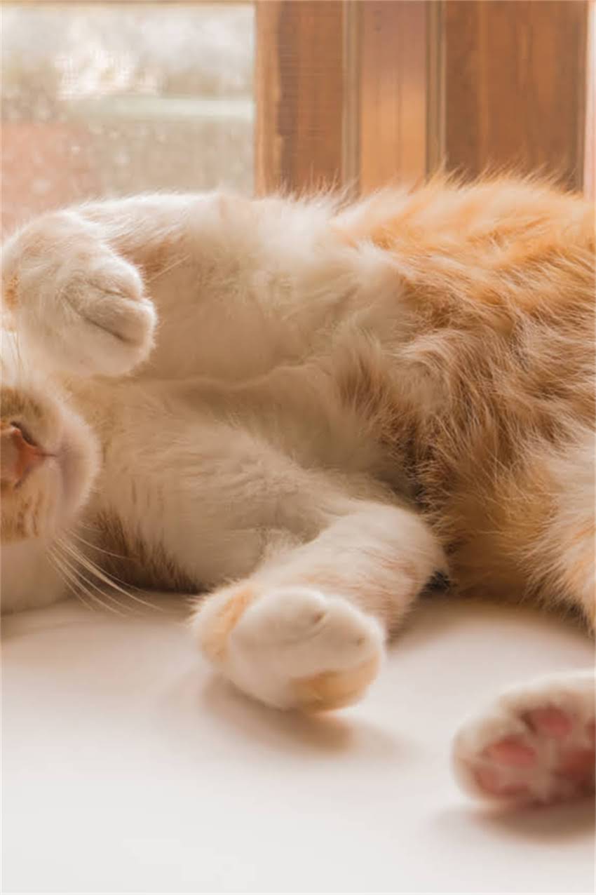 图片 边牧身上大片皮屑？5大原因+专业护理指南（附真实案例）1.jpg