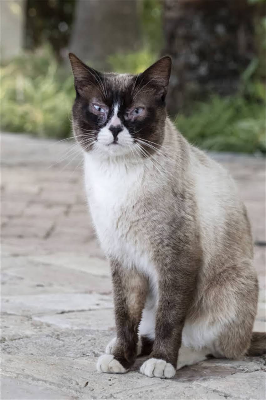 图片 边牧身上大片皮屑？5大原因+专业护理指南（附真实案例）2.jpg