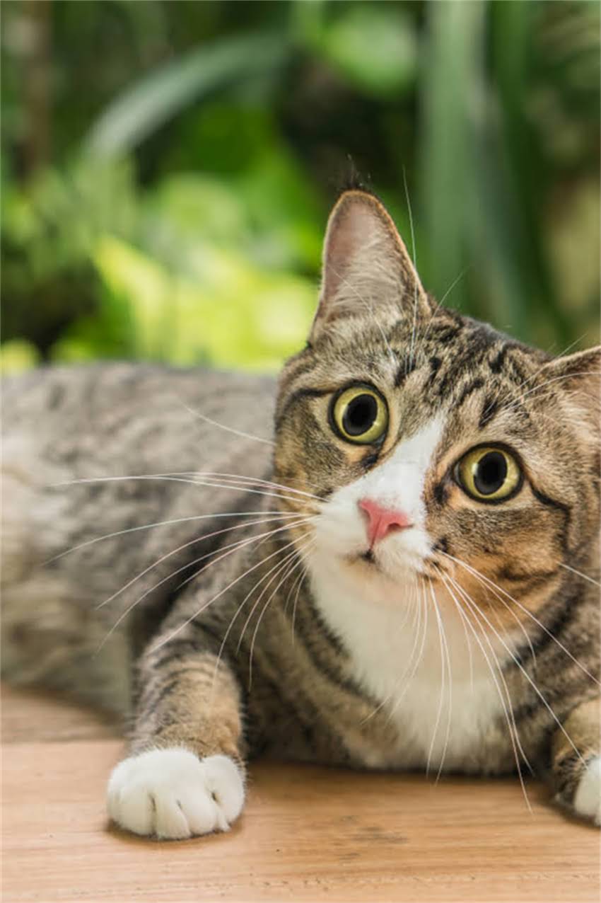 图片 边牧配种怎么选择？科学配种指南：优生优育的关键步骤与注意事项.jpg