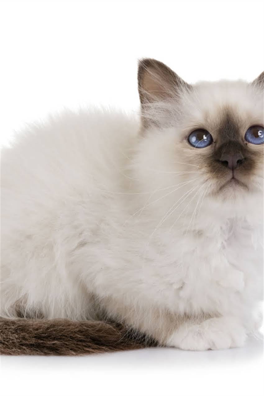 图片 边牧需要打哪些疫苗？权威指南：边境牧羊犬疫苗接种全攻略（附时间表和注意事项）1.jpg