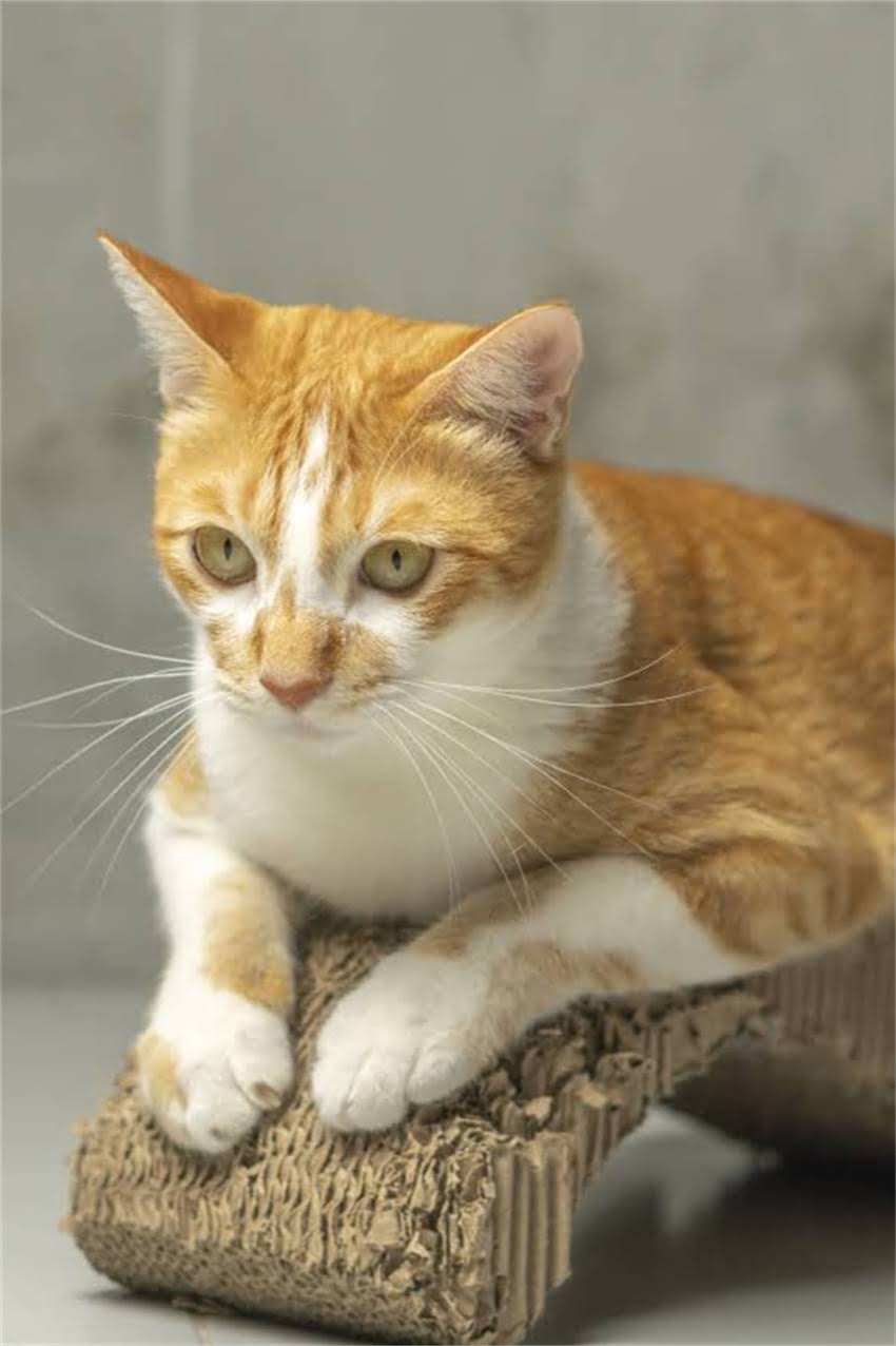 图片 边牧需要打哪些疫苗？权威指南：边境牧羊犬疫苗接种全攻略（附时间表和注意事项）2.jpg