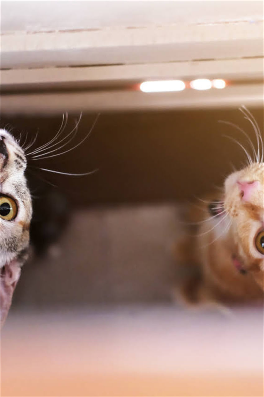 图片 边牧鼻子颜色不纯的常见原因及科学养护指南1.jpg