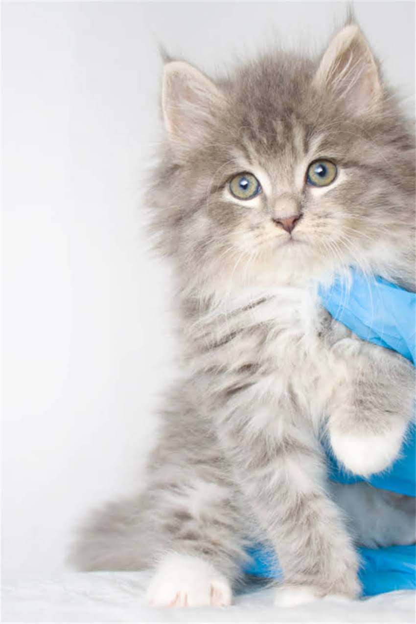 图片 边牧鼻子颜色不纯的常见原因及科学养护指南2.jpg