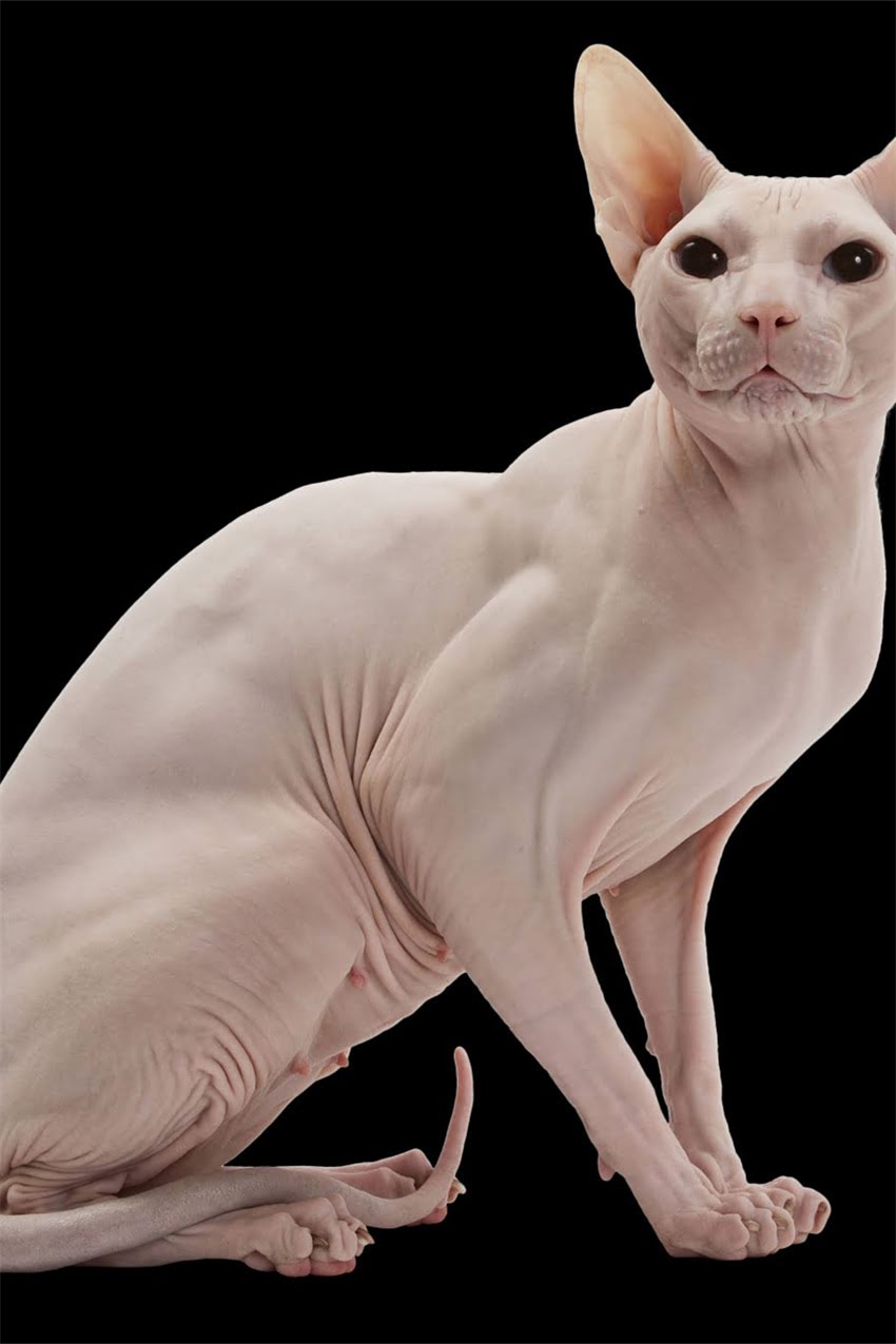 图片 辽宁德牧训练基地：专业德牧犬训练与饲养全攻略1.jpg