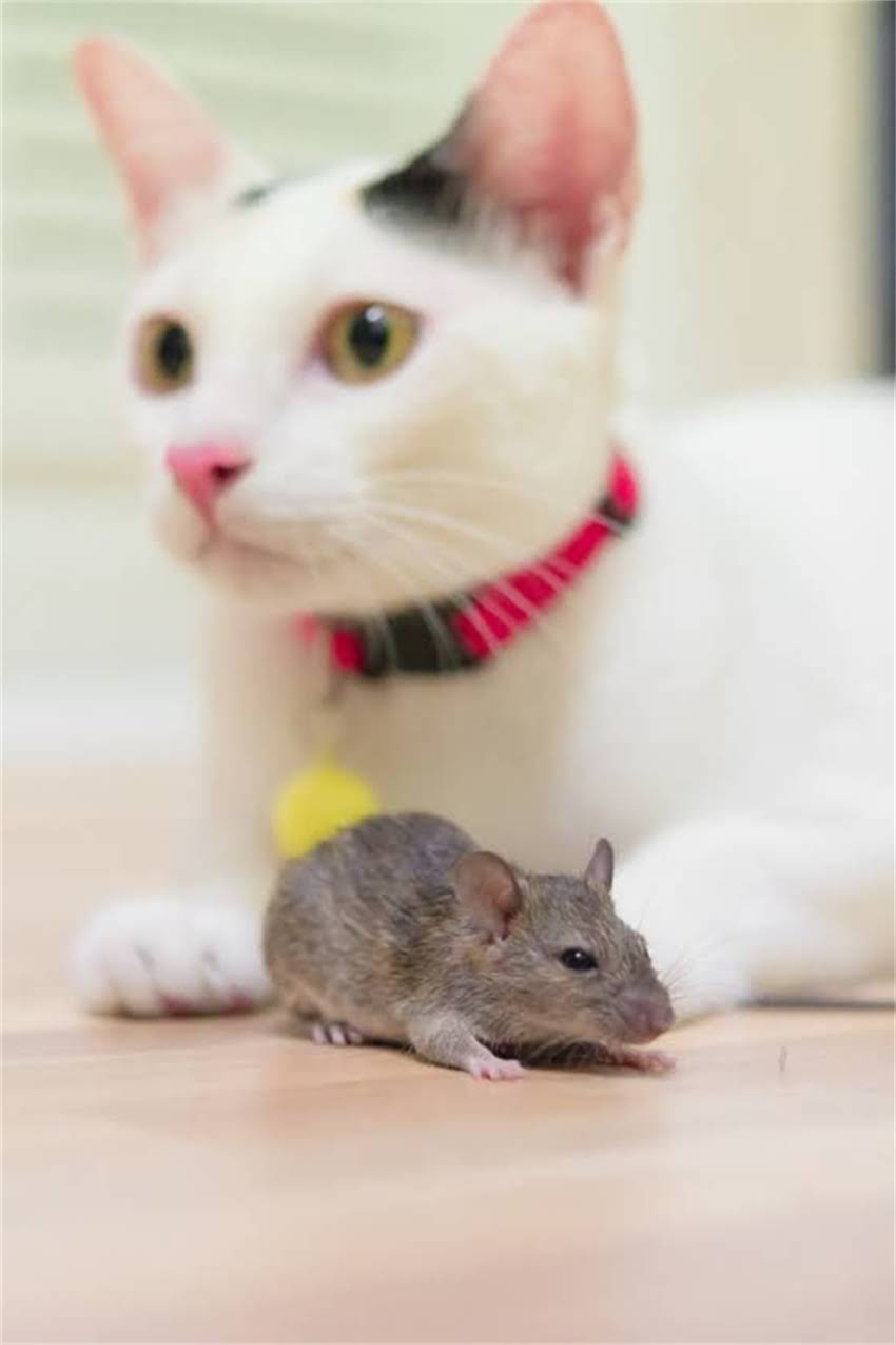 图片 进口狂犬疫苗十大品牌推荐及选购指南：如何科学防护狂犬病.jpg