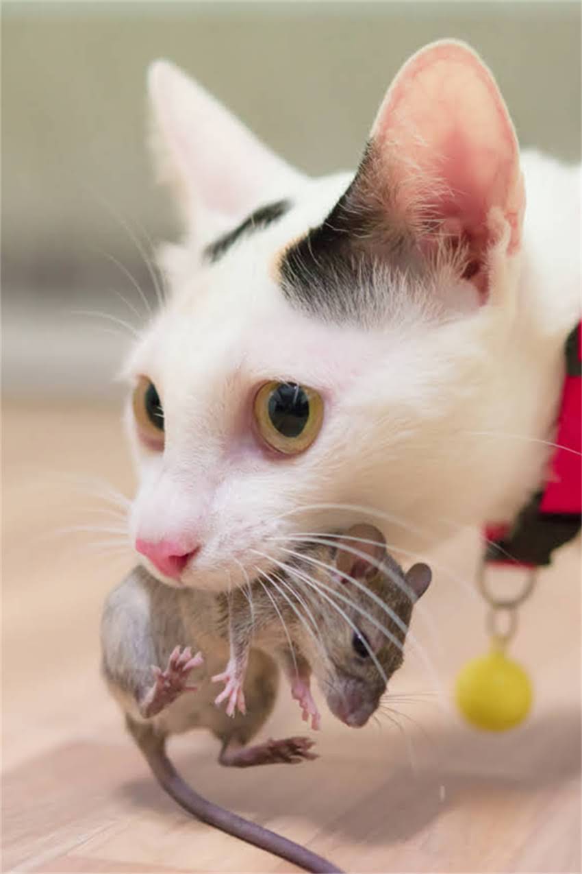 图片 进口狂犬疫苗十大品牌推荐及选购指南：如何科学防护狂犬病1.jpg