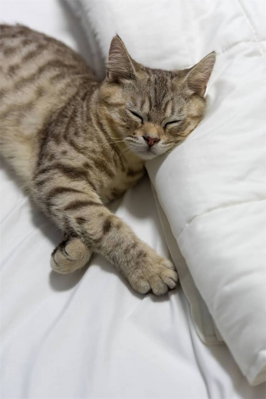 图片 进口狗狗疫苗品牌全：5大国际权威疫苗种类与接种指南.jpg