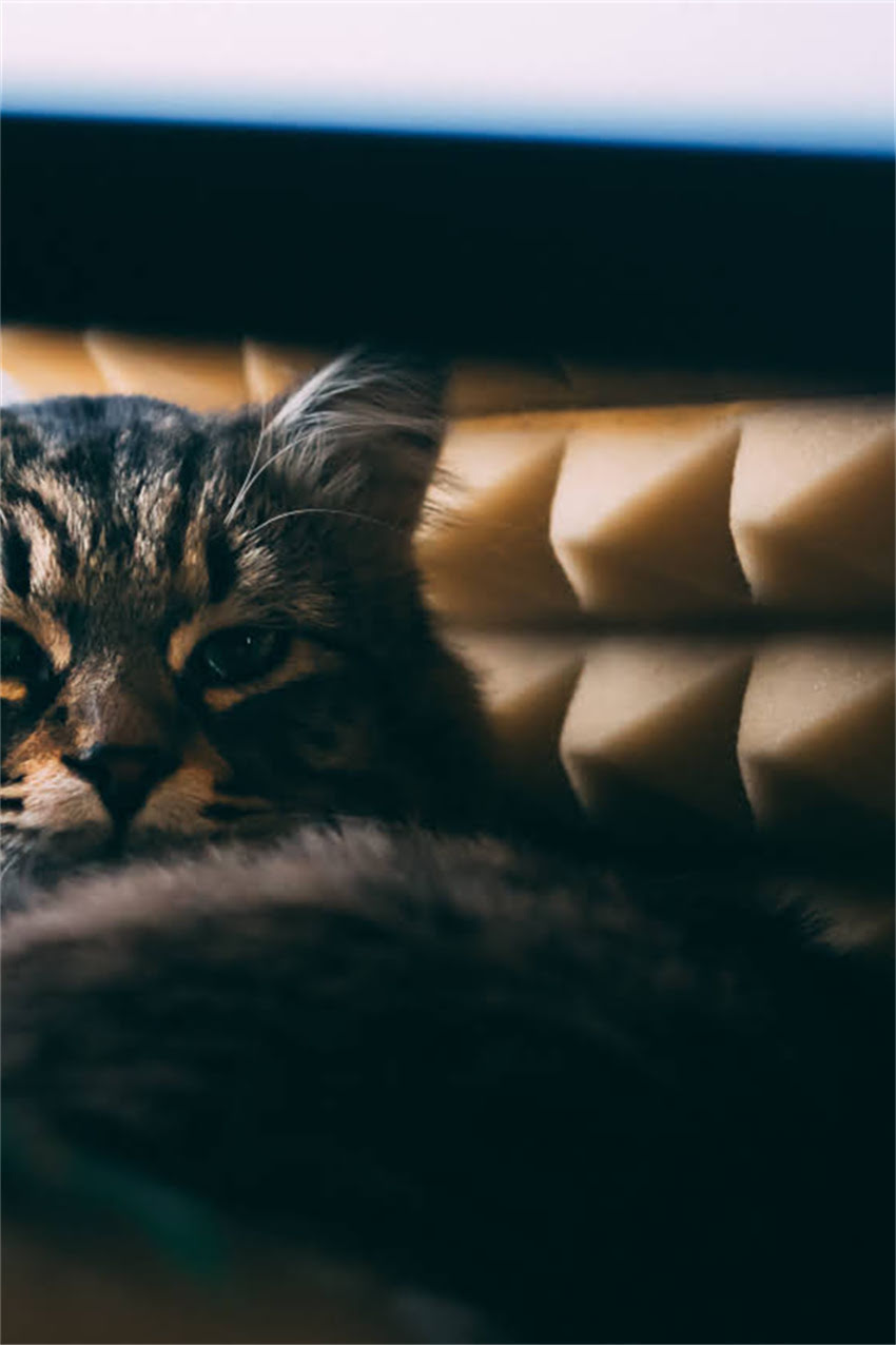 图片 进口猫狗粮哪里买更靠谱？线下门店+线上平台全攻略（附避坑指南）2.jpg