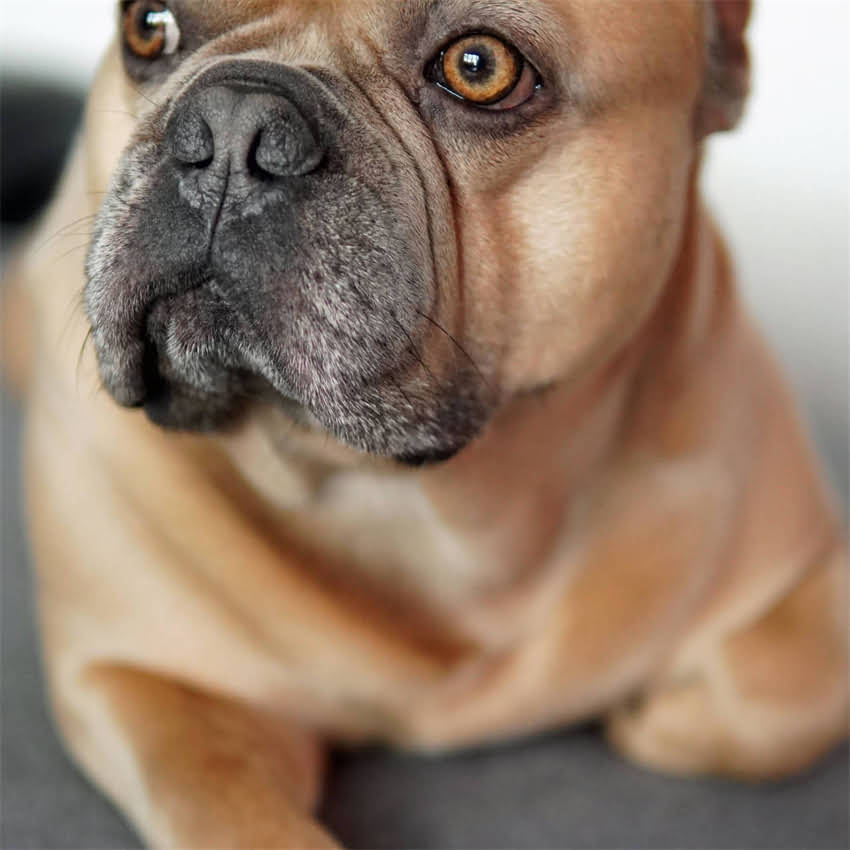 图片 进口猫粮排行榜TOP1NOW猫粮官方旗舰店：天然原料+科学配方的宠物营养专家1.jpg