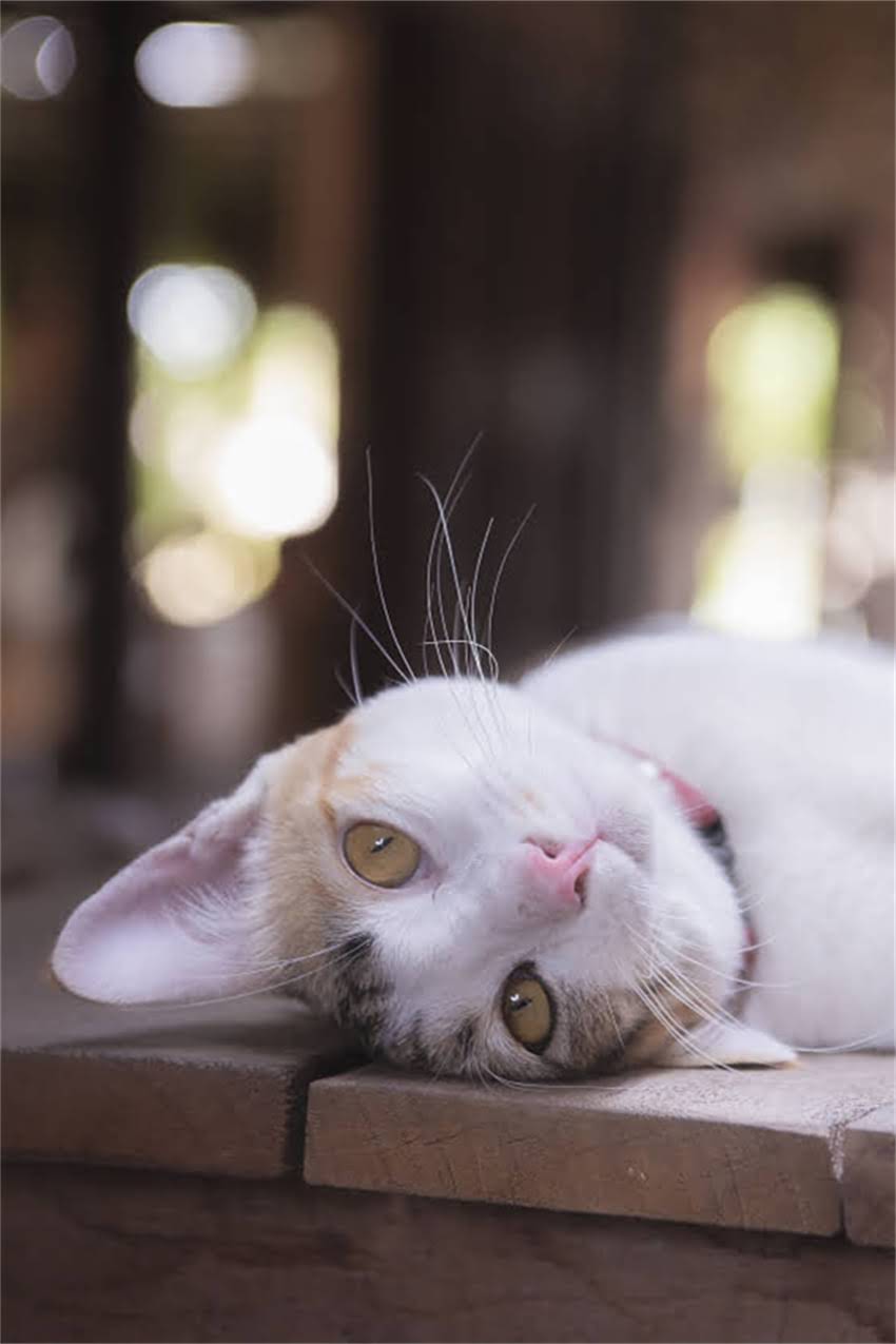 图片 迷你雪纳瑞AKC标准全：品种特征、选购指南与饲养要点1.jpg