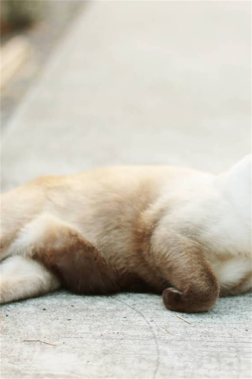 图片 迷你雪纳瑞体型国家标准（含数据对比表）1.jpg