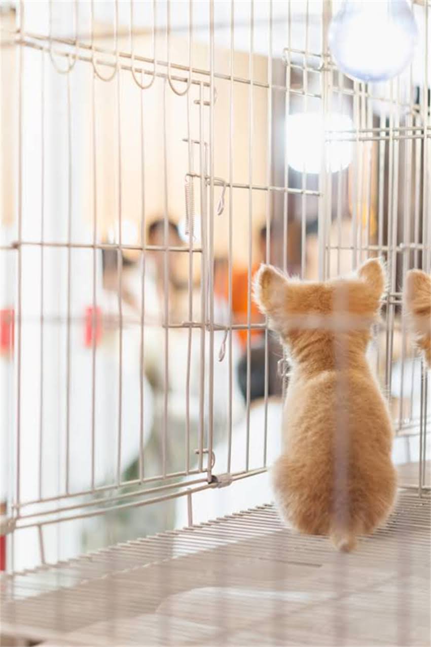 图片 迷你雪纳瑞修毛全攻略：3步搞定专业级毛发护理，附错误修剪图解与工具清单2.jpg