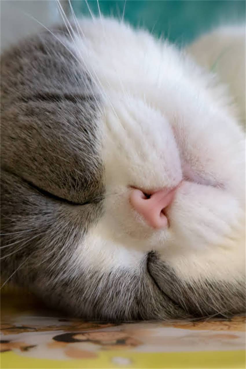 图片 迷你雪纳瑞怕冷吗？科学应对寒冷天气的8大御寒指南（附品种特性）1.jpg