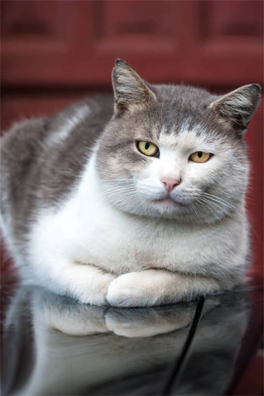 图片 迷你雪纳瑞怕冷吗？科学应对寒冷天气的8大御寒指南（附品种特性）2.jpg