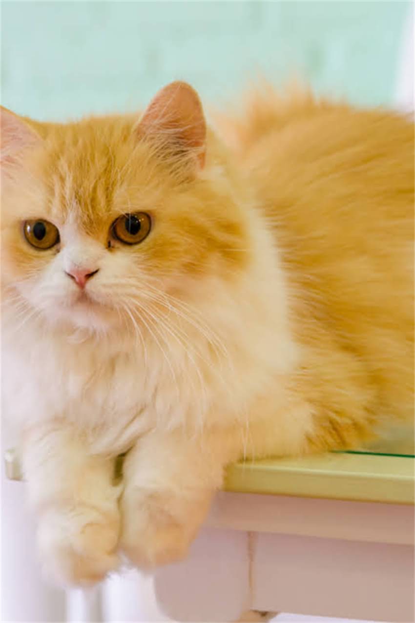 图片 迷你雪纳瑞最爱玩具排行榜：10种提升幸福感的爆款推荐（附选购指南）2.jpg