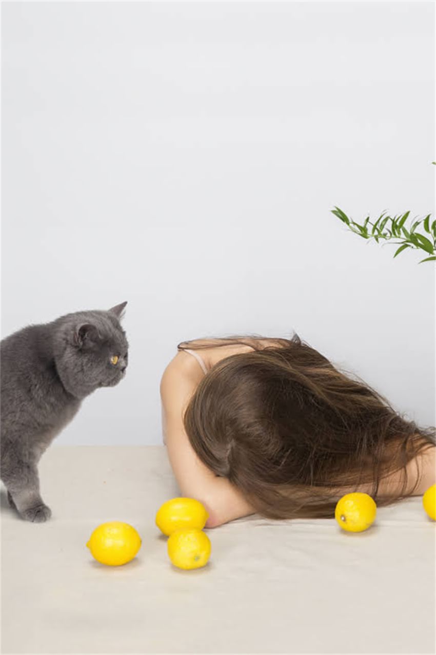 图片 迷你雪纳瑞选购全攻略：5大核心要点+饲养注意事项（附价格参考）2.jpg