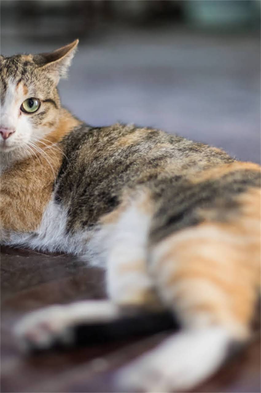 图片 迷你龙猫能吃柿子吗？科学宠物龙猫的柿子饮食指南.jpg