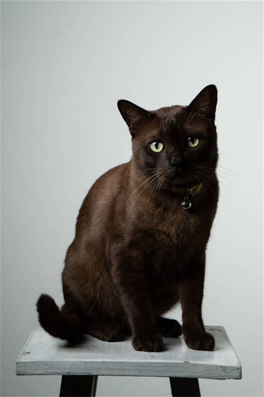 图片 迷你龙猫能吃柿子吗？科学宠物龙猫的柿子饮食指南2.jpg