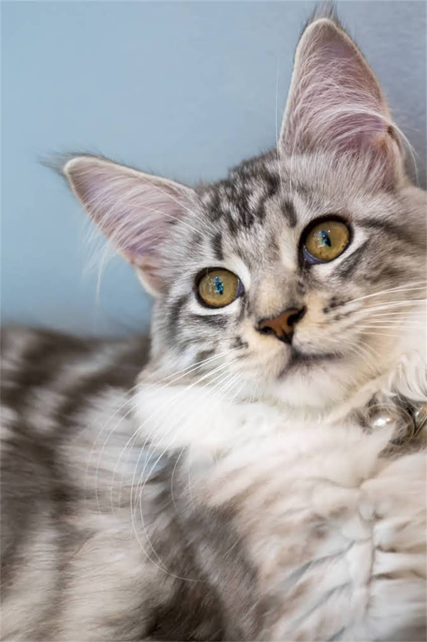 图片 适合养哈士奇的工作推荐：8大职业类型+科学养宠指南（附真实案例）.jpg