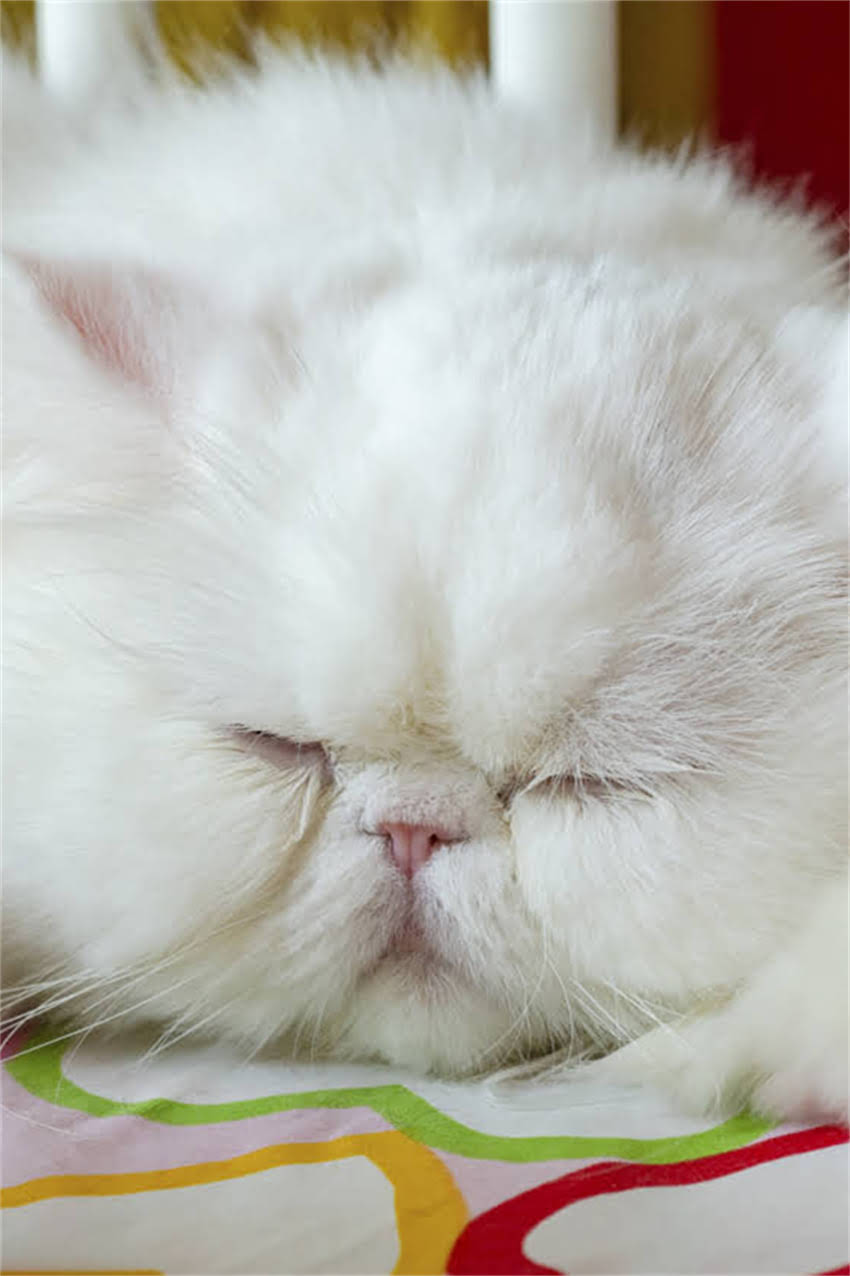 图片 适合养哈士奇的工作推荐：8大职业类型+科学养宠指南（附真实案例）1.jpg