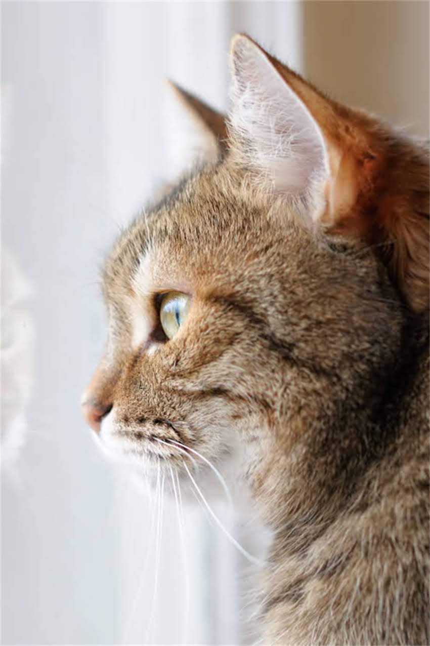 图片 郑州吉娃娃最新价格及饲养全攻略（附详细选购指南）.jpg