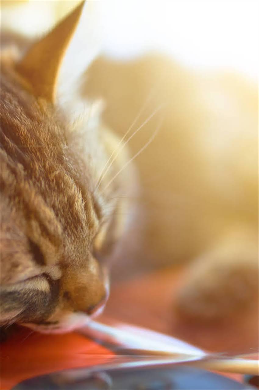 图片 郑州吉娃娃最新价格及饲养全攻略（附详细选购指南）1.jpg