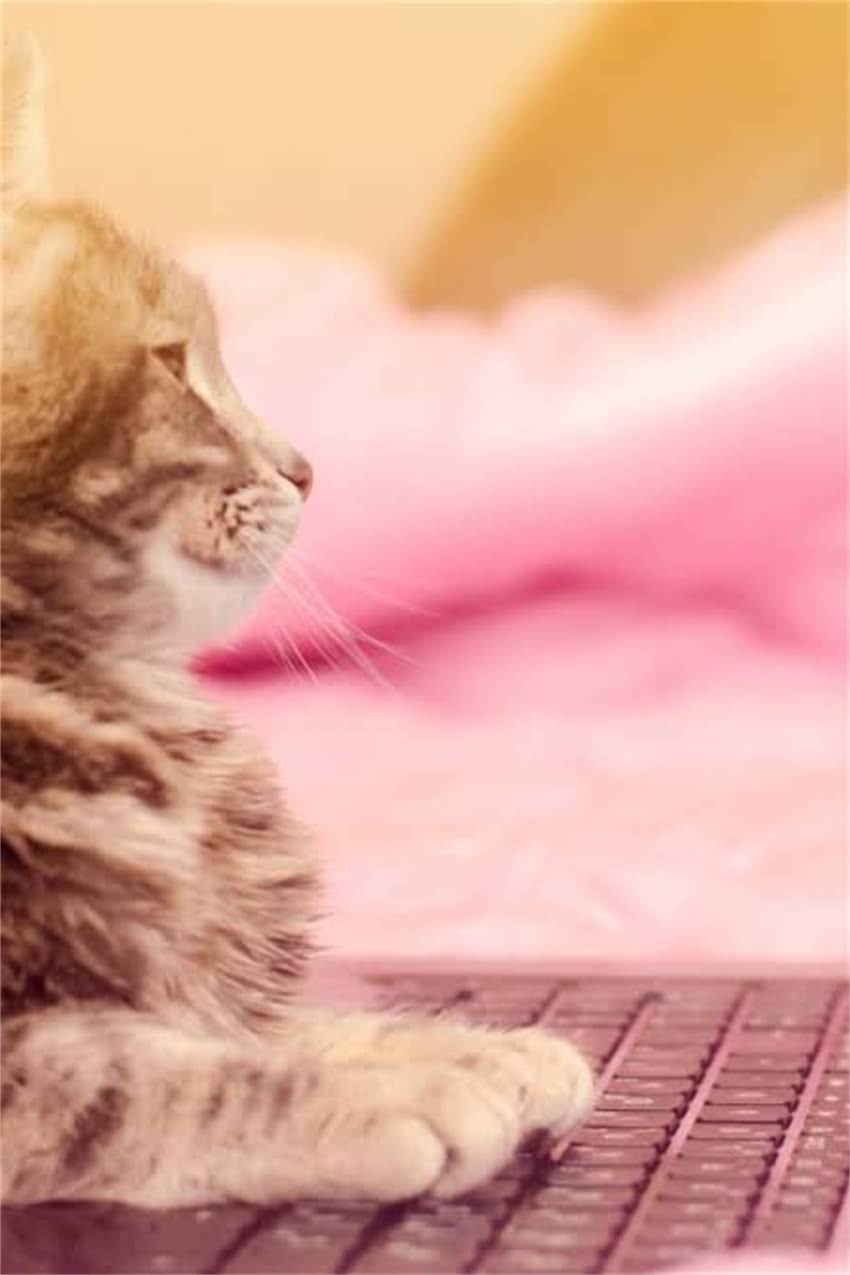 图片 重庆哪里买比瑞吉狗粮？权威推荐5大正规渠道及避坑指南1.jpg