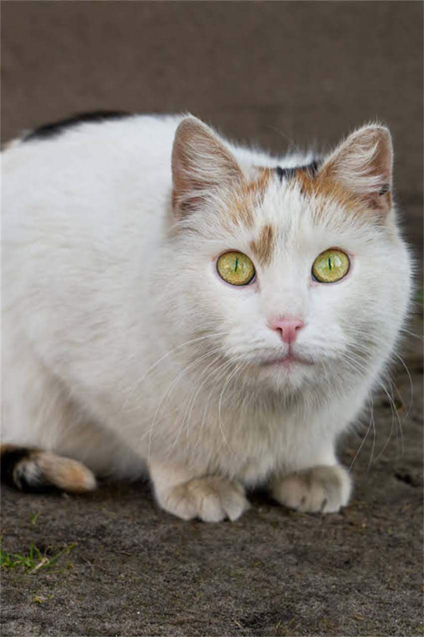 图片 重庆哪里买比瑞吉狗粮？权威推荐5大正规渠道及避坑指南2.jpg