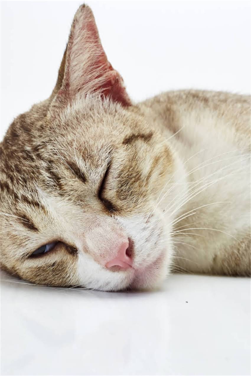 图片 重庆宠物疫苗接种全攻略：注意事项、最新政策及推荐疫苗品牌.jpg