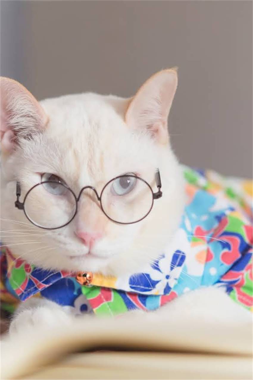 图片 野生龙猫会咬人吗？科学龙猫攻击性及防范措施（附饲养指南）.jpg