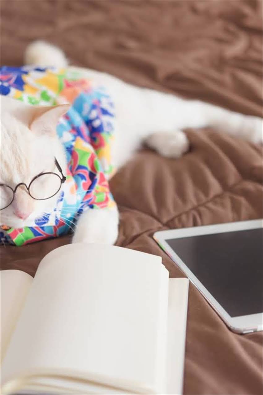 图片 野生龙猫会咬人吗？科学龙猫攻击性及防范措施（附饲养指南）1.jpg