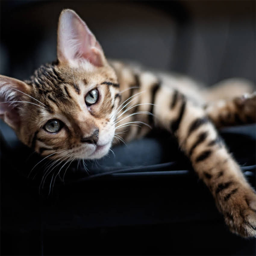 图片 金毛vs拉布拉多幼犬对比：饲养、训练、健康全指南2.jpg