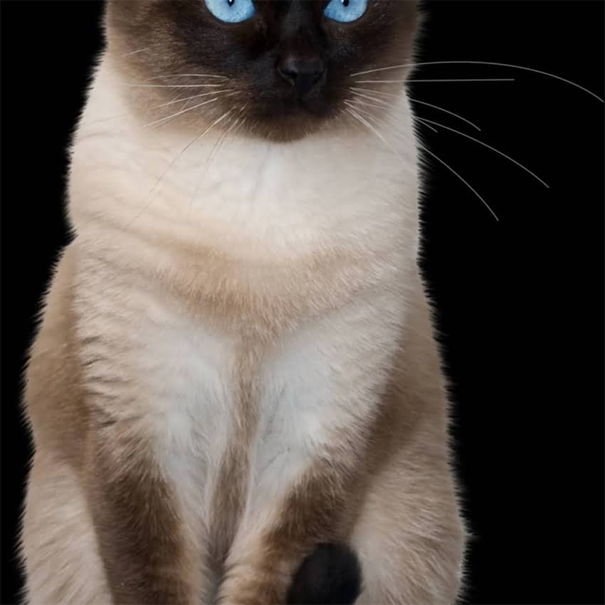 图片 金毛中暑呕吐紧急处理指南：3步黄金抢救法+预防措施（附兽医建议）.jpg