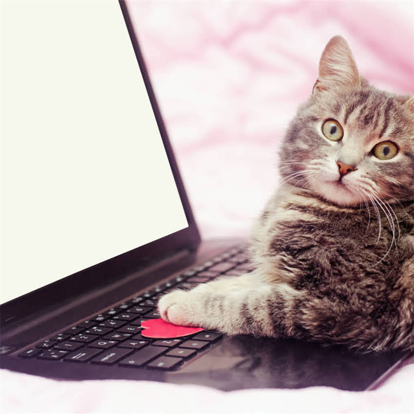 图片 金毛中暑呕吐紧急处理指南：3步黄金抢救法+预防措施（附兽医建议）2.jpg