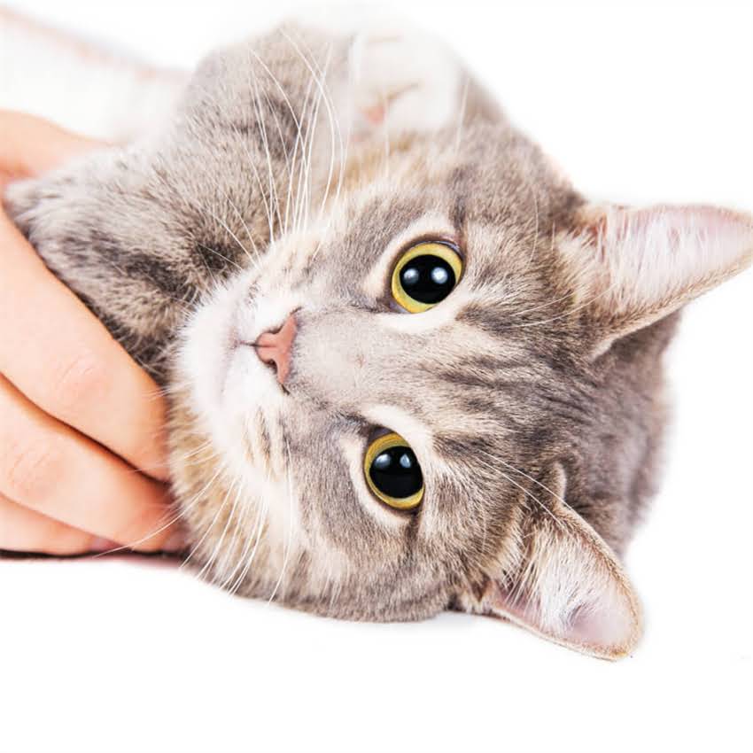 图片 金毛交配全攻略：科学繁殖步骤与注意事项（附图解）.jpg