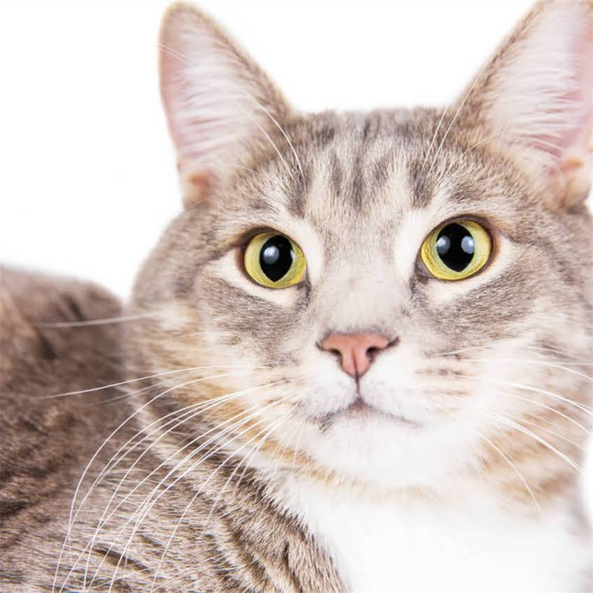 图片 金毛交配全攻略：科学繁殖步骤与注意事项（附图解）2.jpg