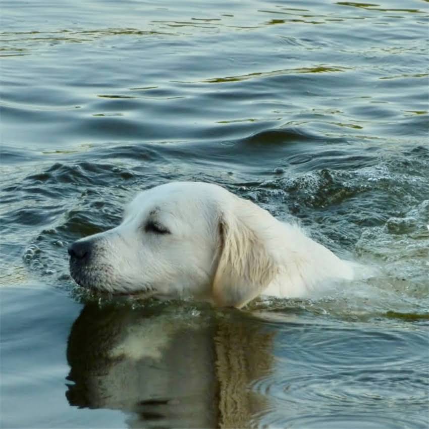 图片 金毛体外驱虫全攻略：如何科学选择与正确使用驱虫产品？.jpg