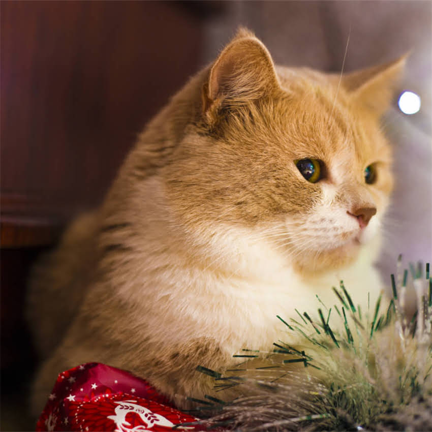 图片 金毛便血怎么办？症状+家庭护理+兽医建议全攻略（附自救指南）.jpg