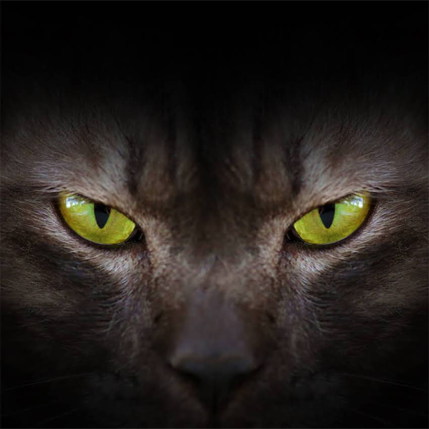 图片 金毛便血怎么办？症状+家庭护理+兽医建议全攻略（附自救指南）2.jpg