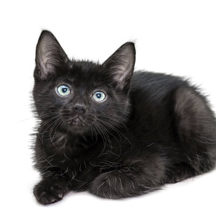 图片 金毛剃毛后皮肤变黑怎么办？原因及专业护理指南1.jpg